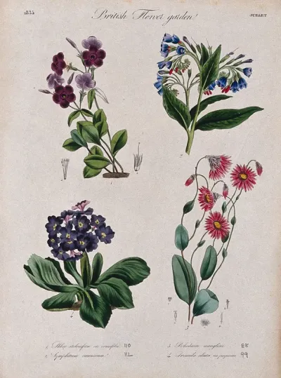 Four British garden plants, including a phlox: flowering stems and floral segments