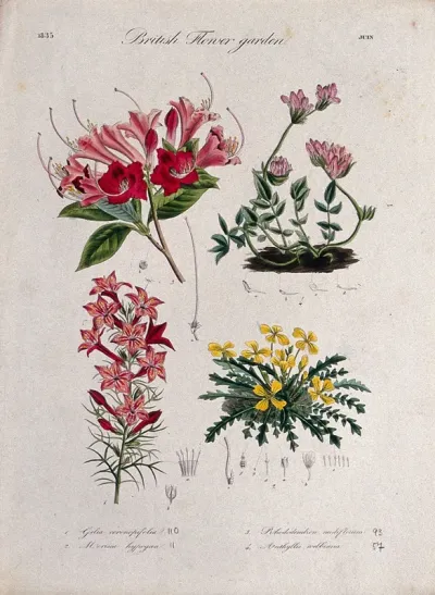 Four British garden plants, including a rhododendron: flowering stems and floral segments