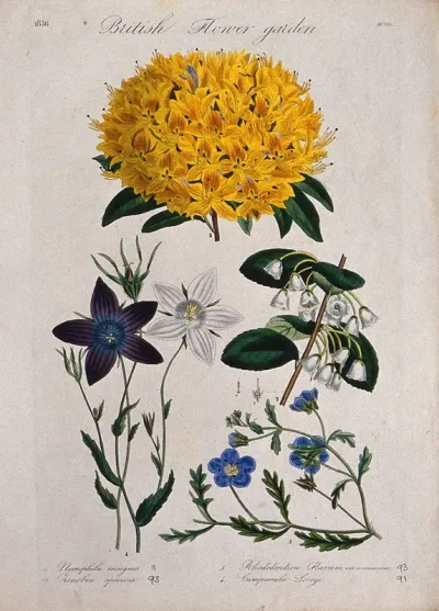 Four British garden plants, including a rhododendron: flowering stems