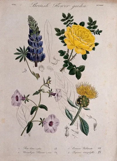 Four British garden plants, including a rose and lupin: flowering stems