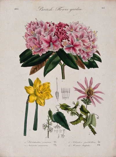 Four British garden plants, including daffodil and rhododendron: flowering stems and floral segments