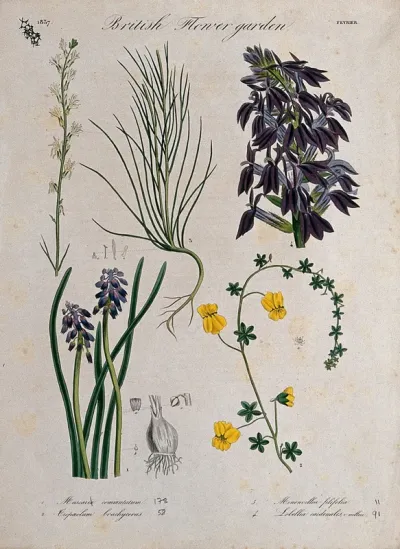 Four British garden plants, including grape hyacinth: flowering stems and floral segments