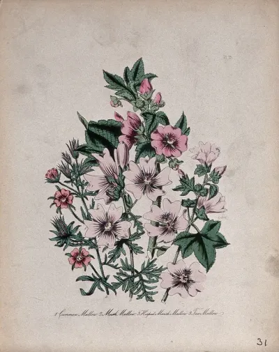 Four British wild flowers, all types of mallow (Malva, Lavatera and Althaea species)