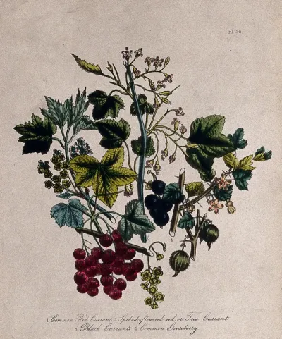 Four British wild flowers and fruit, including red currant (Ribes rubrum), black currant (Ribes nigrum) and gooseberry (Ribes uva-crispa)