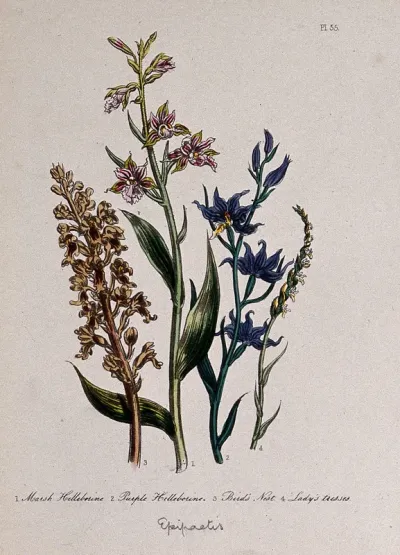 Four British wild flowers, including marsh and purple helleborines (Epipactis species)