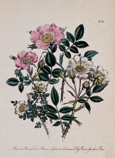 Four British wild flowers, including the burnet rose (Rosa spinosissima), eglantine rose (Rosa eglanteria) and dog rose (Rosa canina)