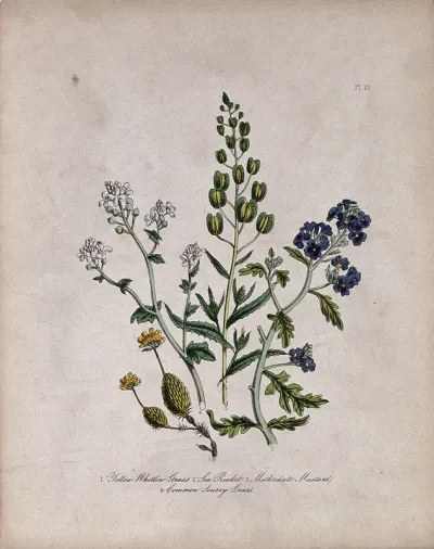 Four British wild flowers, including whitlow grass (Erophila species) and scurvy grass (Cochlearia officinalis)