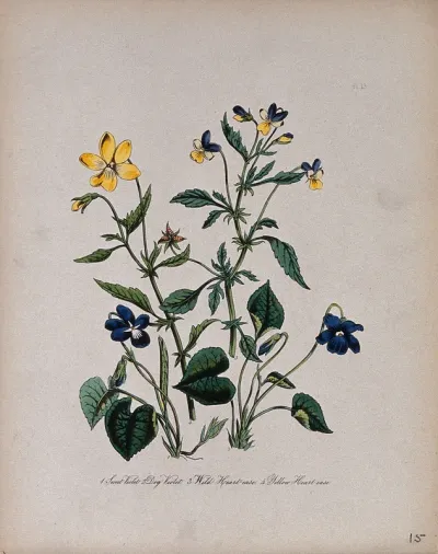 Four British wild flowers, two violets and two species of heart's ease
