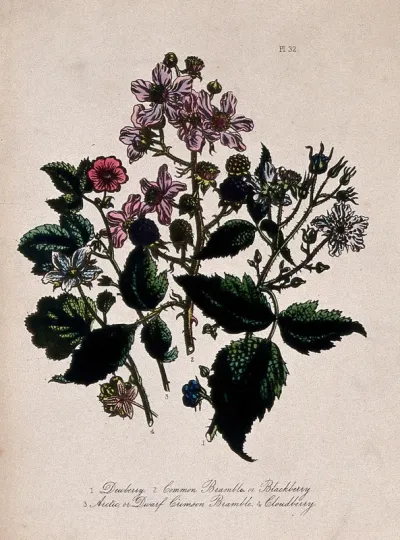 Four British wild flowers with fruit; dewberry, two brambles and cloudberry