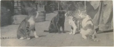 Four Cats