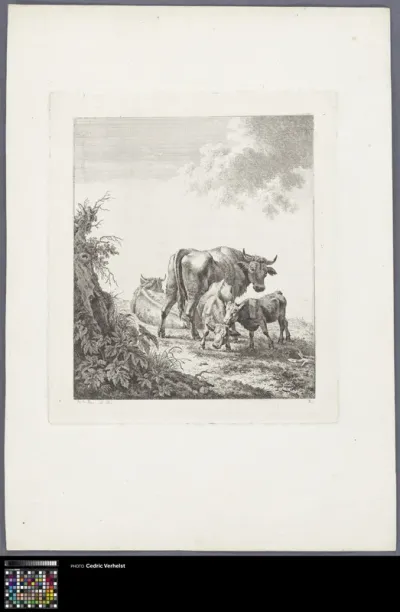 Four cows