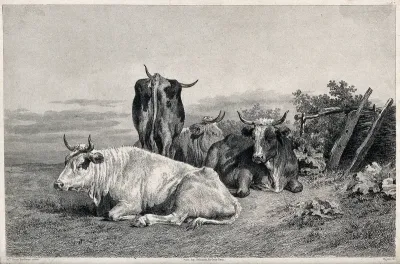 Four cows resting in a field