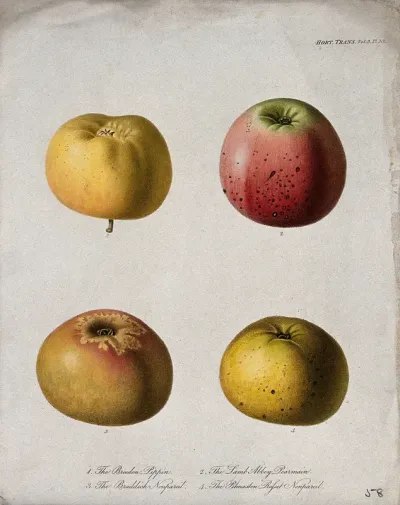 Four cultivars of apple (Malus pumila cv.): entire fruit