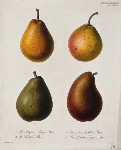Four cultivars of pear (Pyrus communis cv.): entire fruits