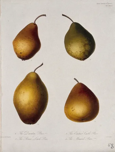 Four cultivars of pear (Pyrus communis cv.): entire fruits