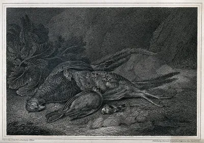 Four dead birds, including two pheasants and a jay