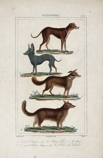 Four different dogs, including a great dane and an alsatian
