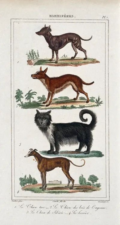 Four different dogs, including a greyhound and a siberian sheep dog