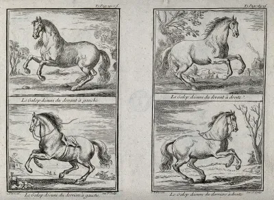 Four different forms of galloping demonstrated by a horse without rider