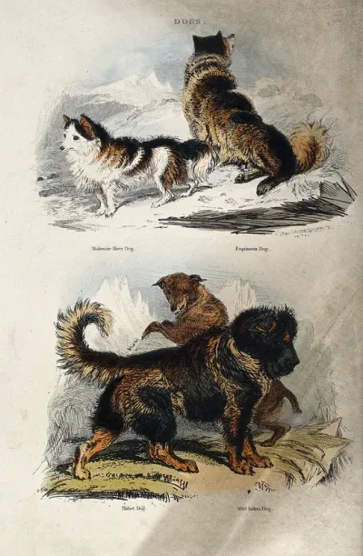 Four dogs: Above, a Makenzie River dog and a Esquimaux dog, below, a Thibet dog and a Wild Indian dog