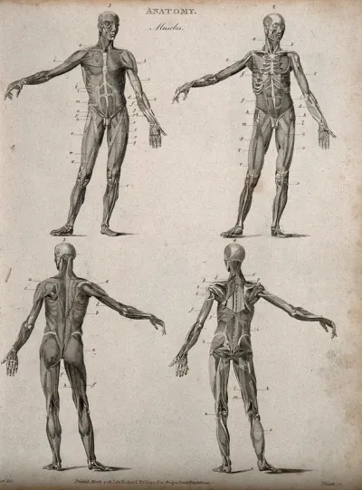 Four écorché figures, front and back views