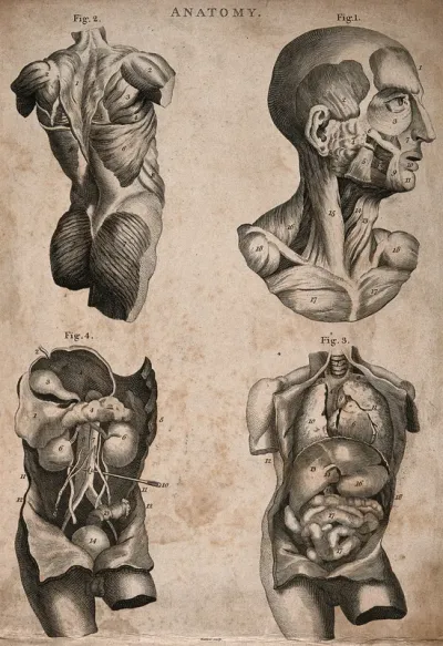Four écorché figures: upper left, the muscles of the back, upper right, the muscles of the face and neck, lower left and right, the thoracic and abdominal viscera