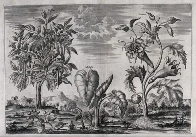 Four Egyptian plants in a landscape, including purging cassia, French jujube or Chinese date, and a taro species