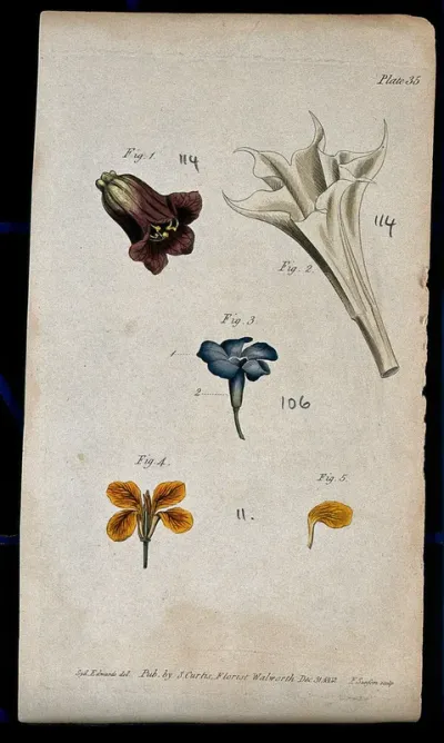 Four examples of single flowers: a deadly nightshade, thorn apple, periwinkle and wallflower
