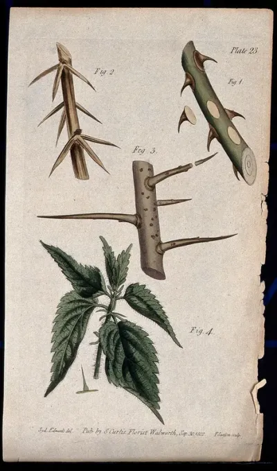 Four examples of thorny or hairy plant stems: a rose, barberry, plum and stinging nettle