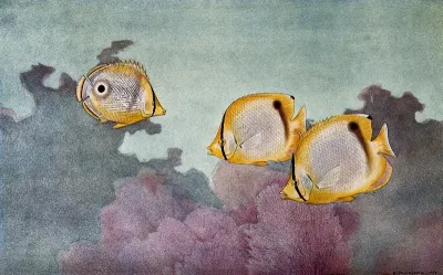 Four-eyed fish and butterly fish swimming in the sea above a coral reef
