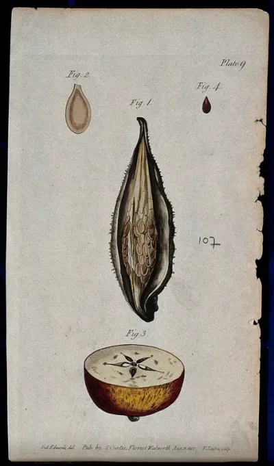 Four figures showing pericarp and seeds in fruits of an apple and a milkweed plant (Asclepias syriaca)