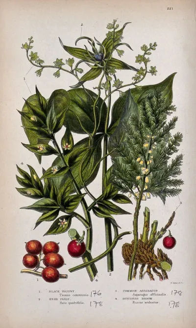 Four flowering and fruiting plants: black bryony, herb Paris, common asparagus and butchers broom