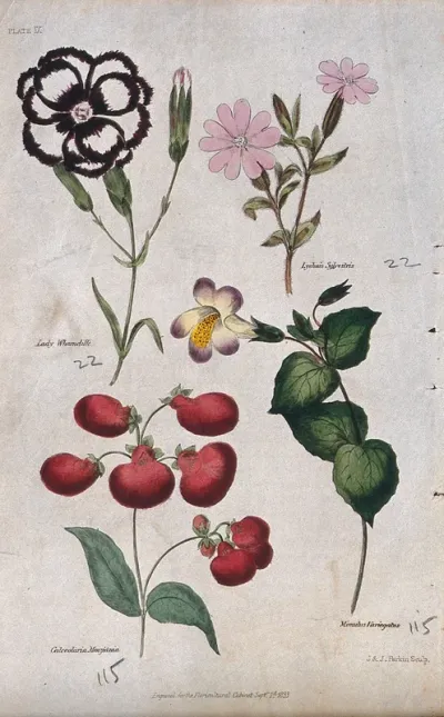 Four flowering plants: a pink (Dianthus), a campion (Lychnis), a slipper flower (Calceolaria) and a monkey flower (Mimulus)