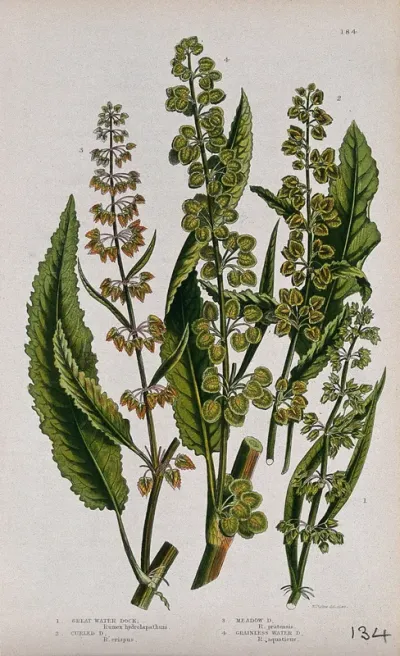 Four flowering plants, all types of dock or sorrel (Rumex species)