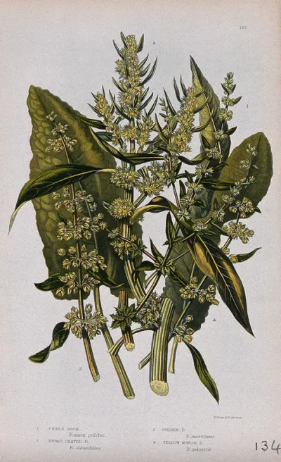 Four flowering plants, all types of dock (Rumex species)