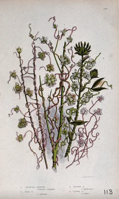 Four flowering plants, all types of dodder (Cuscuta species)