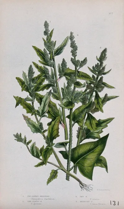 Four flowering plants, all types of goosefoot (Chenopodium species)