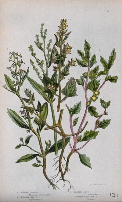 Four flowering plants, all types of orache (Atriplex species)