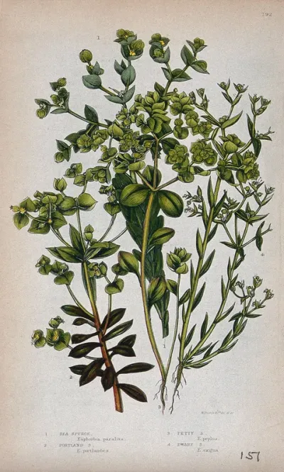 Four flowering plants, all types of spurge (Euphorbia species)