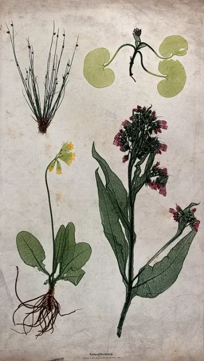 Four flowering plants, including a cowslip (Primula veris), comfrey (Symphytum officinale) and a bulrush (Scirpus species)