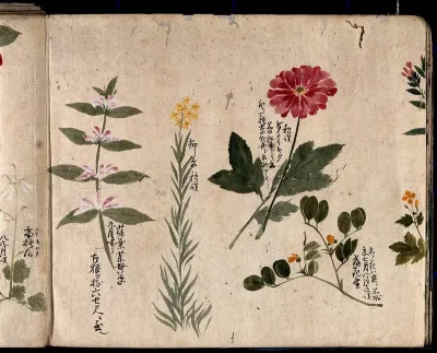 Four flowering plants, including a legume, a labiate and an anemone