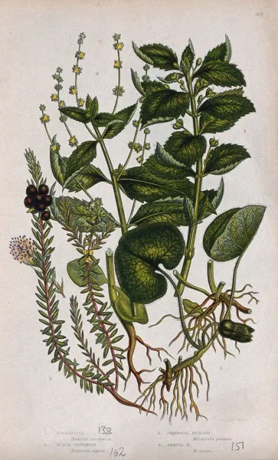 Four flowering plants, including asarabacca (Asarum europaeum) and two mercury plants (Mercurialis species)