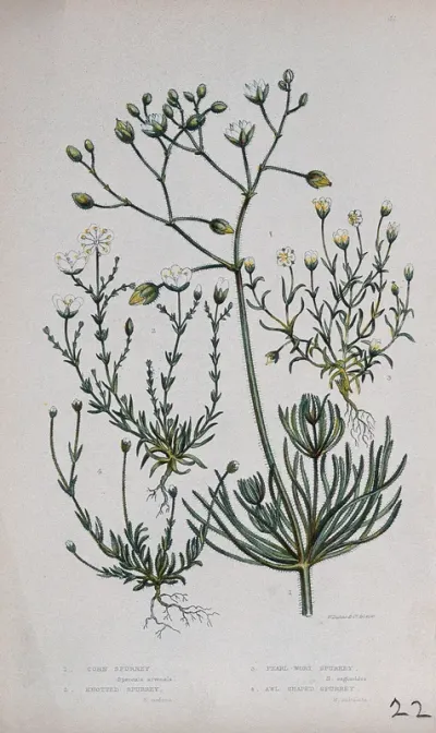 Four flowering plants, including corn spurrey (Spergula arvensis)