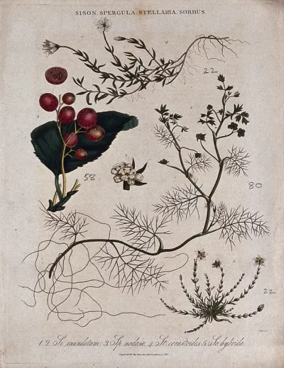 Four flowering plants, including spurrey (Spergula), chickweed (Stellaria) and a rowan (Sorbus)