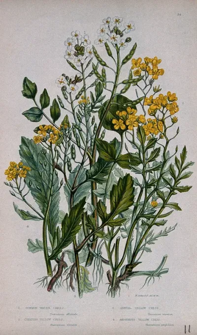 Four flowering plants, including watercress (Nasturtium officinale)