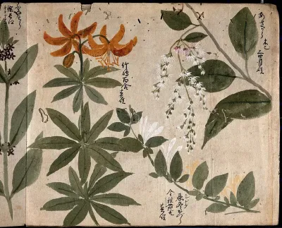 Four flowering plants, one an orange lily (Lilium species)