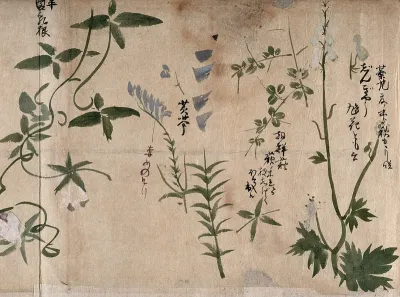 Four flowering plants, one possibly a delphinium