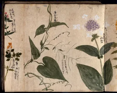Four flowering plants, one possibly a Hydrangea species