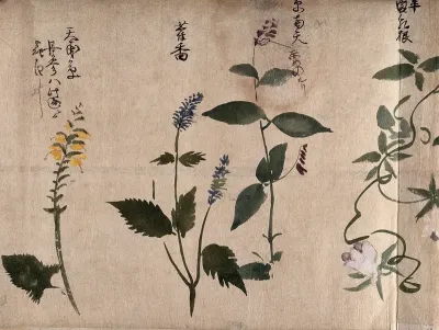 Four flowering plants, one possibly a labiate
