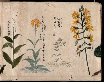 Four flowering plants, one possibly a phlox